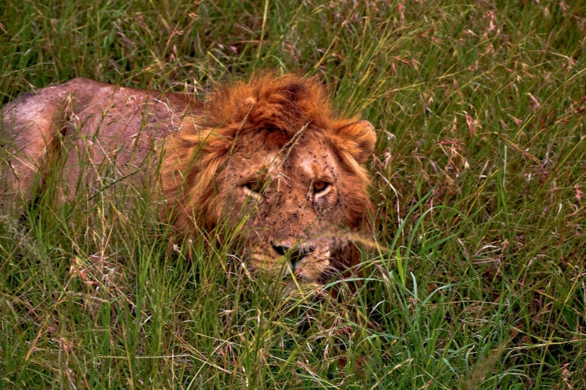 brown lion lying on green grass during daytime