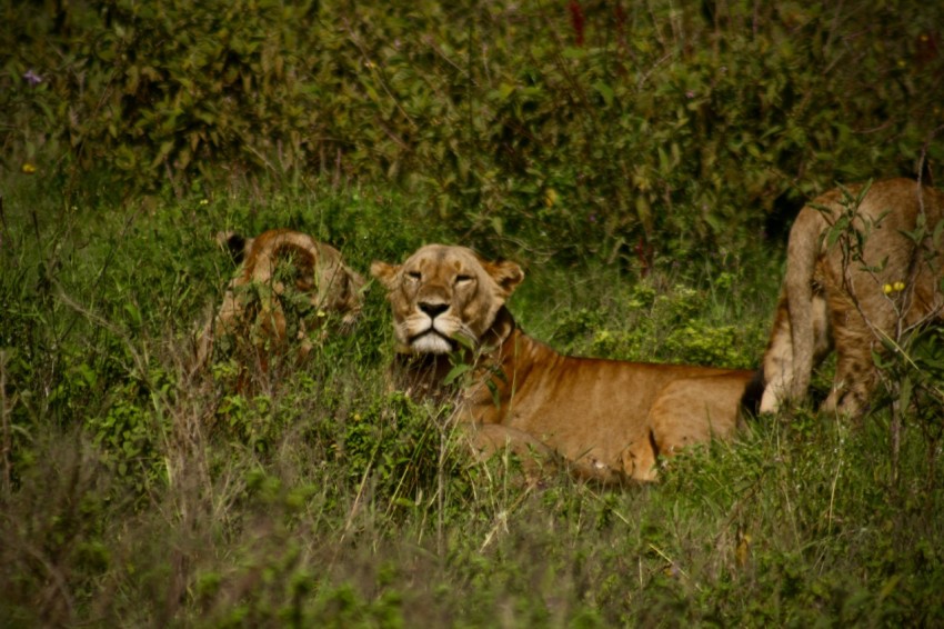 a group of lions in a grassy area