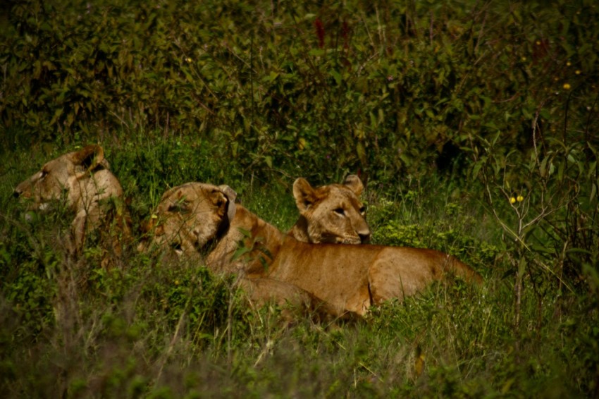 a group of lions lying in the grass