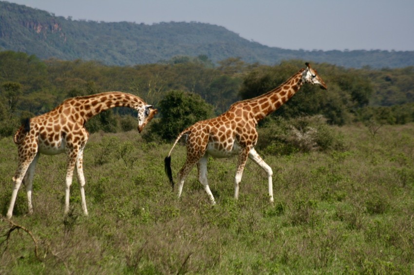 giraffes walking in the grass JvvL fCk9