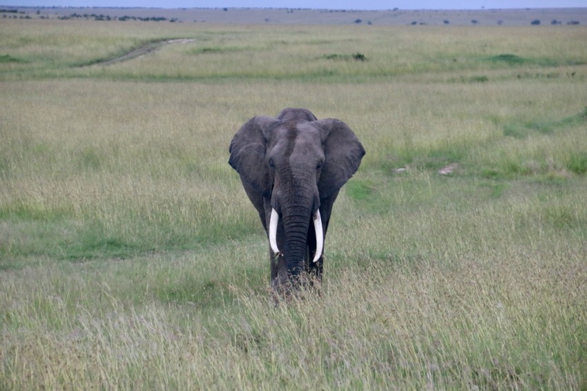 an elephant is walking through a grassy field