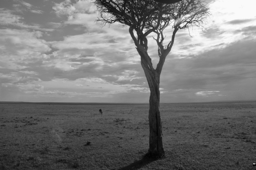 a lone tree in the middle of a field o