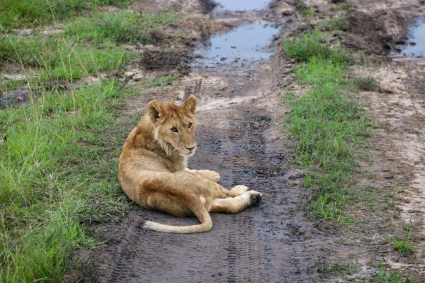 a lion laying down on a muddy road fb2mj