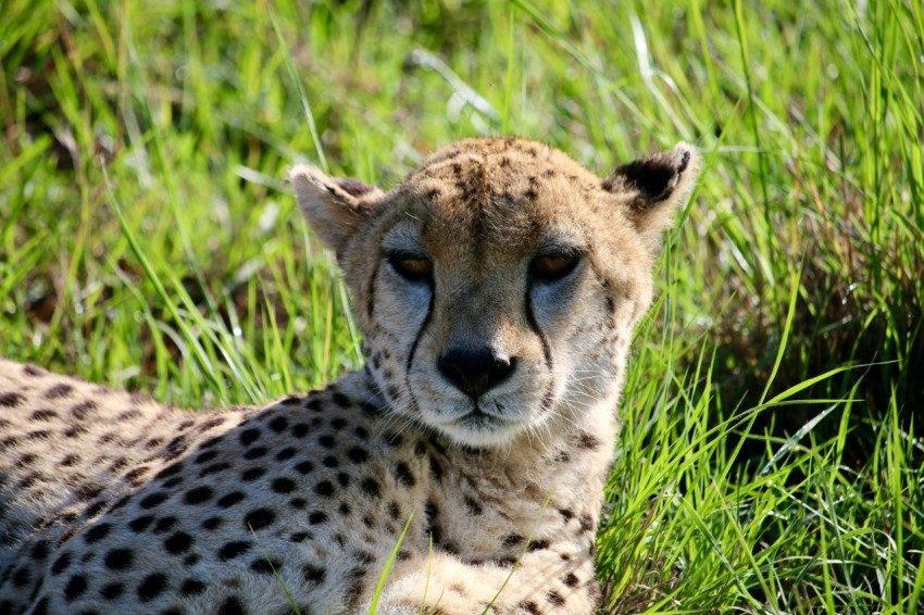 a close up of a cheetah laying in the grass