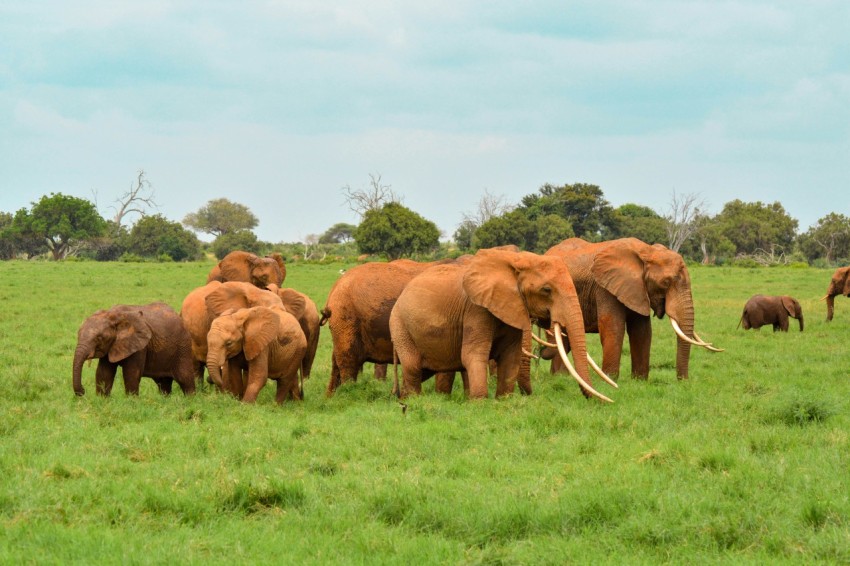 brown elephant on green grass field