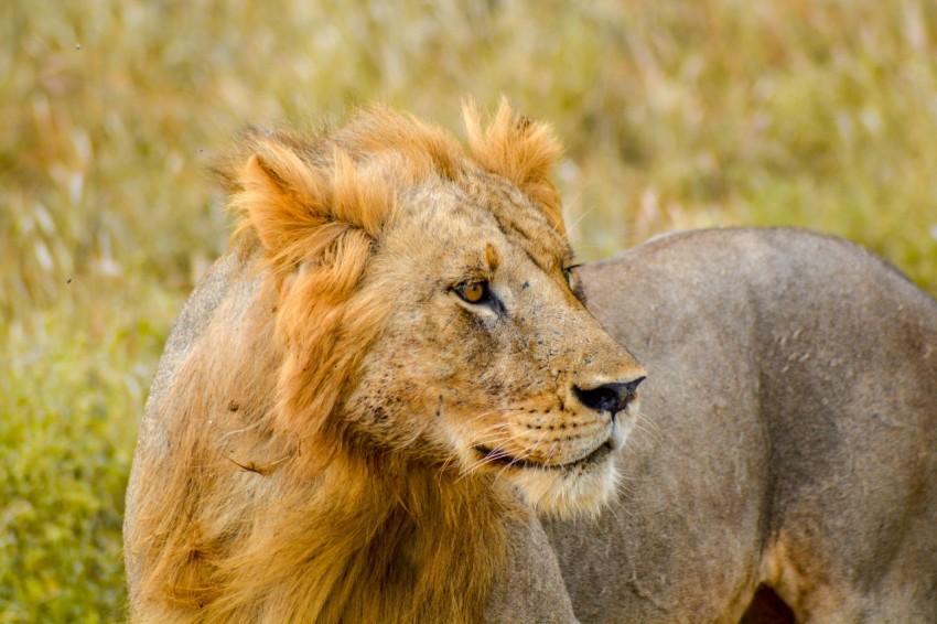 close up photography of brown lion