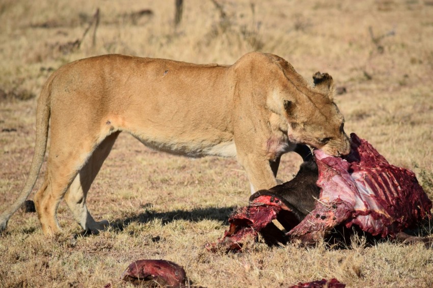 lioness eating meat at daytime