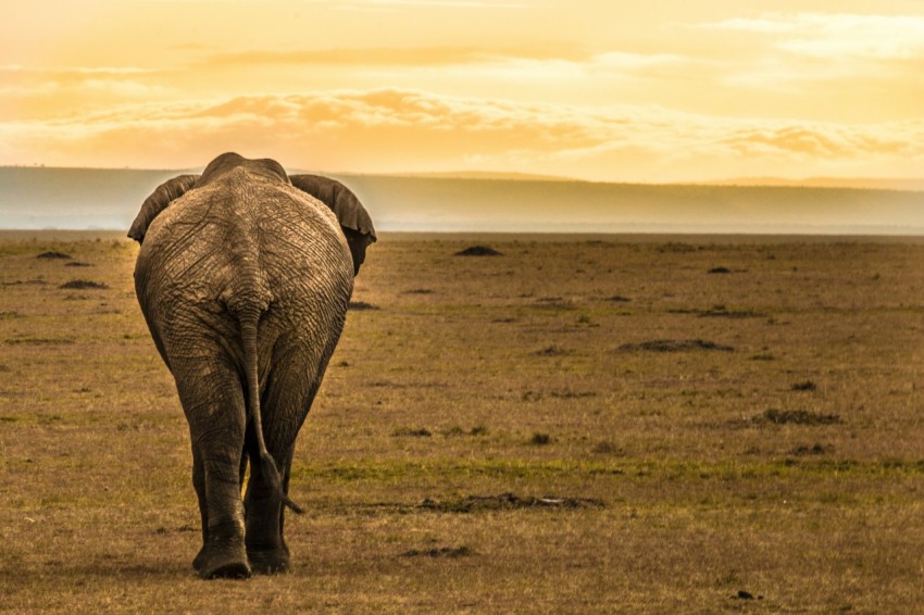 brown elephant on green grass field during daytime