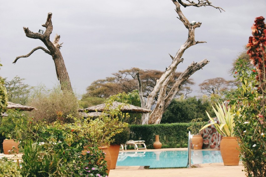 green trees near swimming pool during daytime