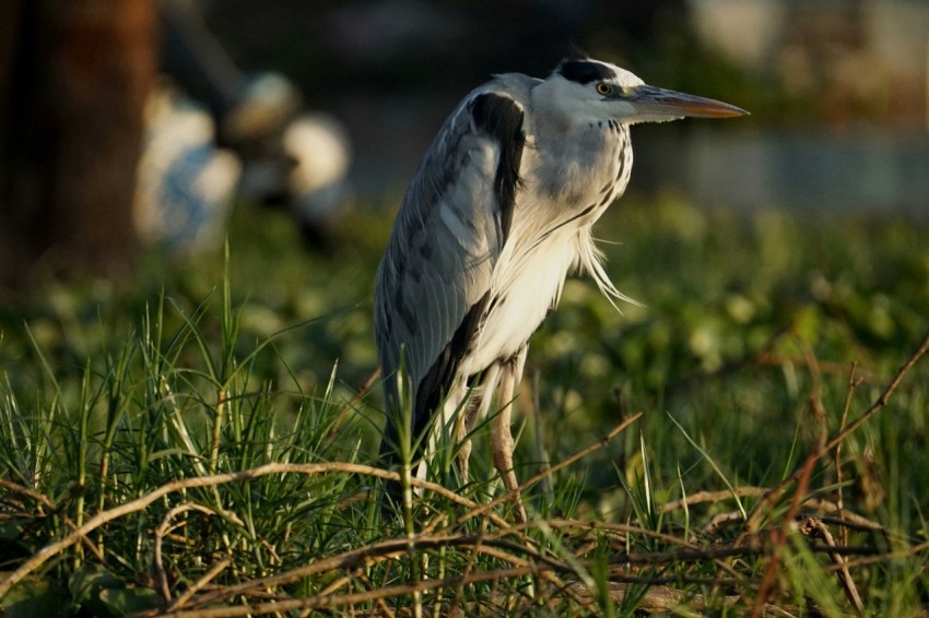 a close up of a bird in the grass