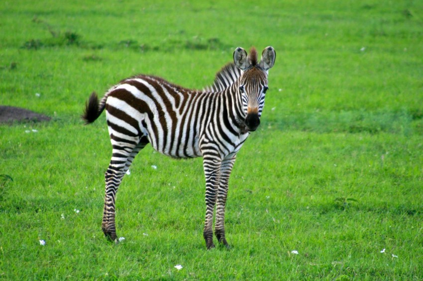 a zebra standing in a field of green grass