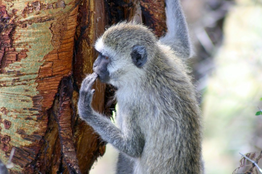 a monkey is standing next to a tree tuCK6Hf