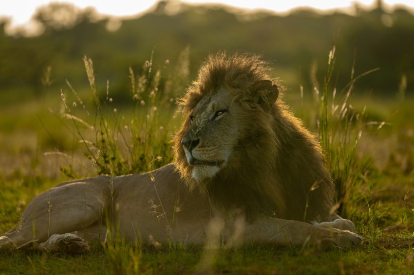 a lion laying in the grass with its eyes closed