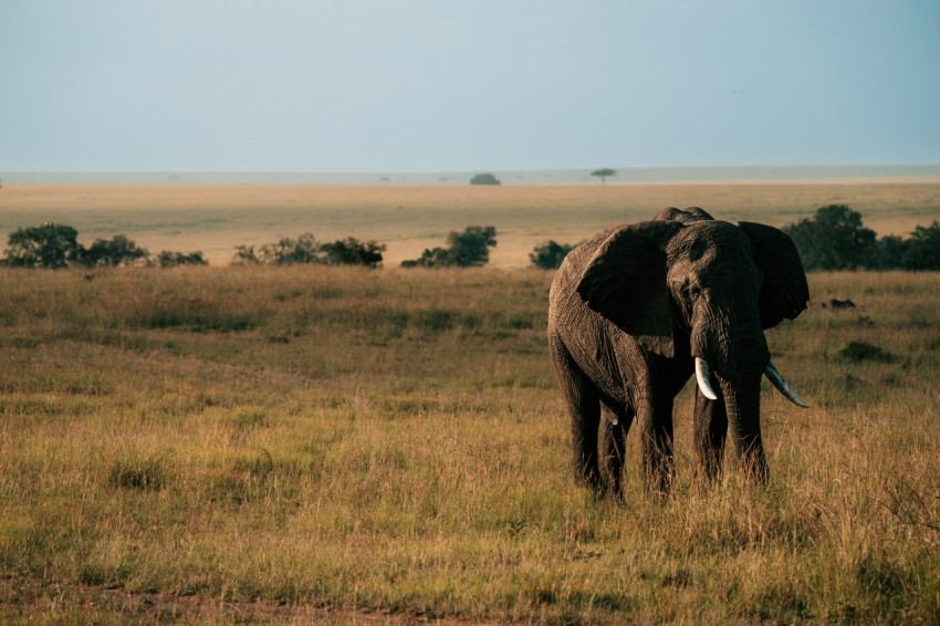 an elephant standing in the middle of a field