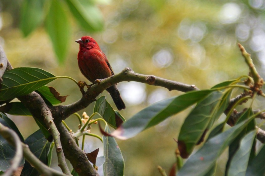 a red bird sitting on a branch of a tree