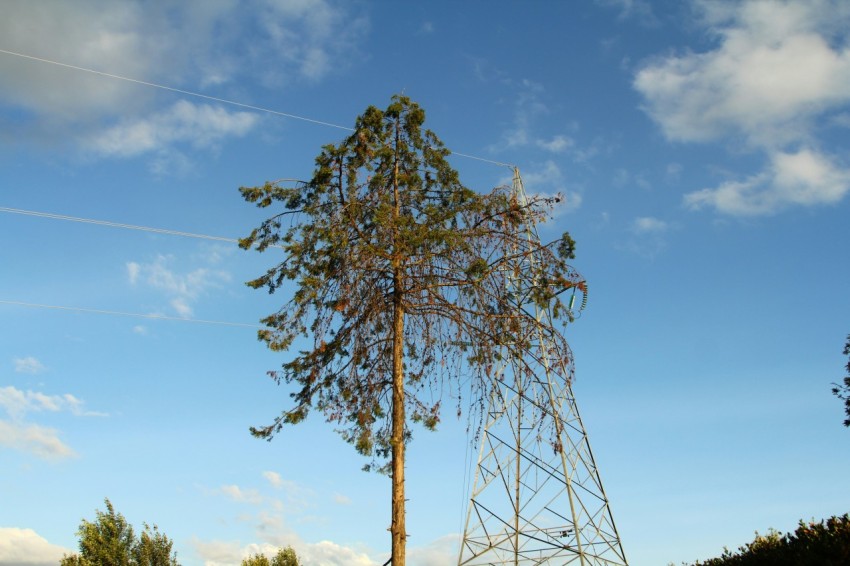 a tall tree sitting next to a power pole ssSvM