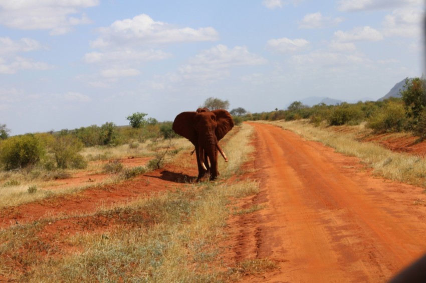 an elephant is walking down a dirt road