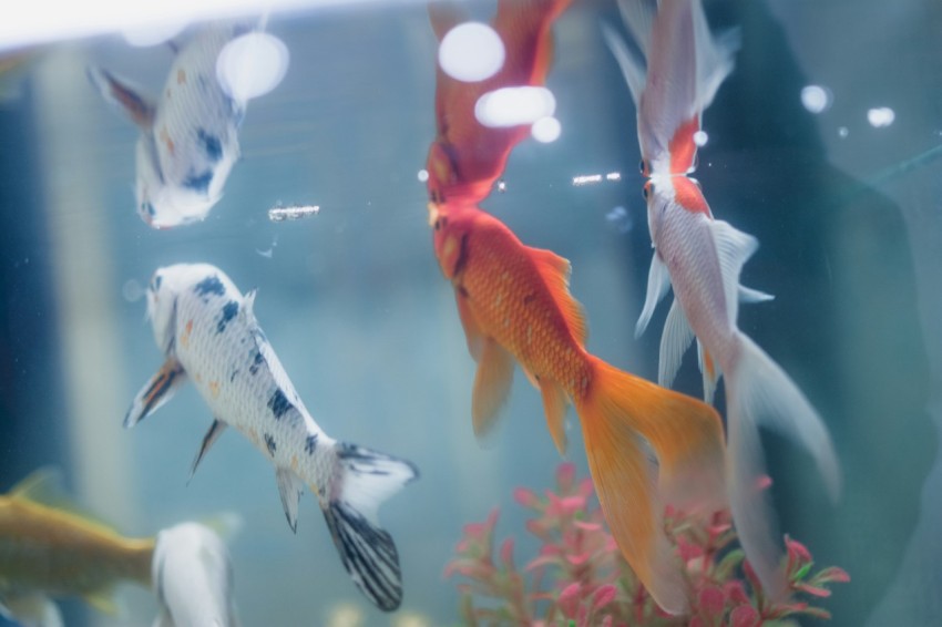 orange and white koi fish