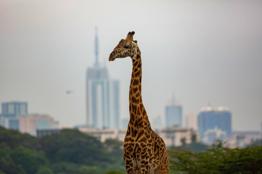 a giraffe standing in front of a city skyline