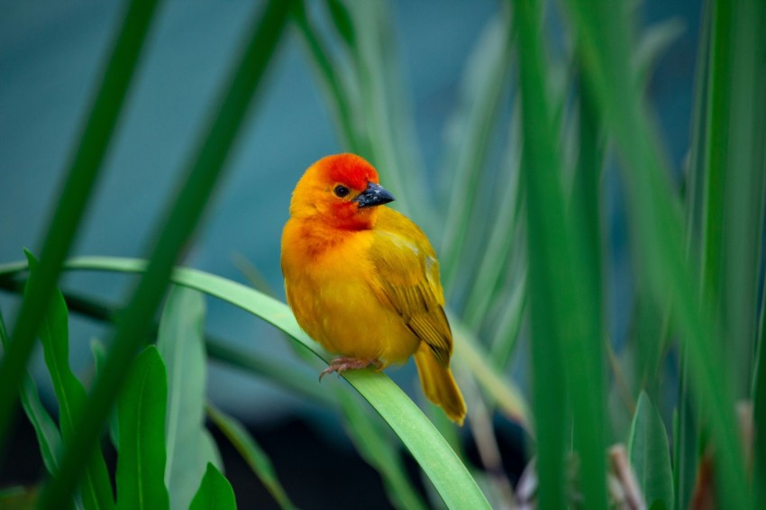 yellow and red bird on green plant