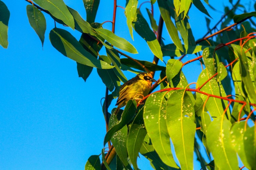 a bird sitting on a branch of a tree