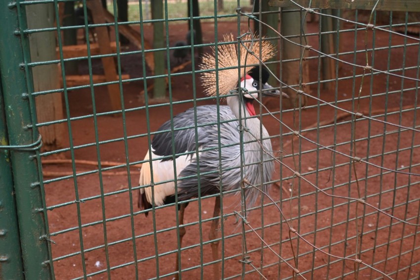 a large bird with a long neck standing in a cage