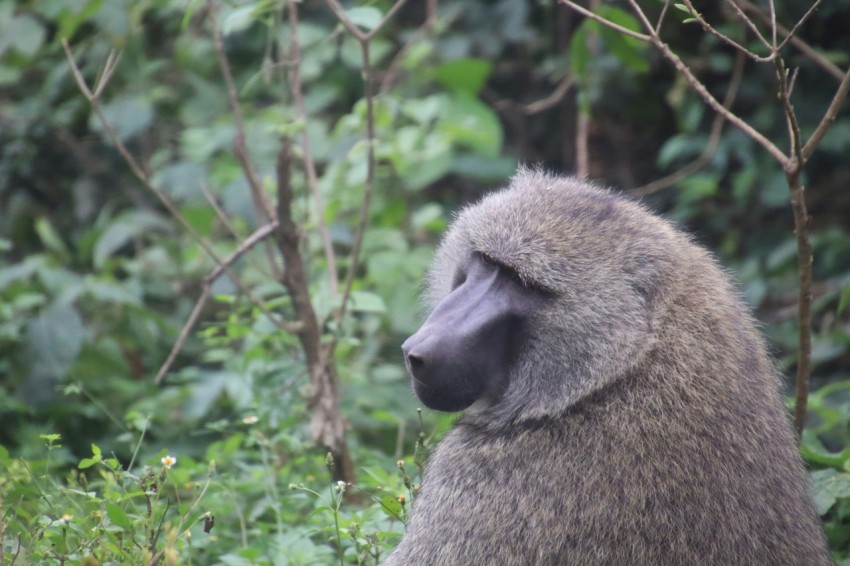 brown monkey on green grass during daytime