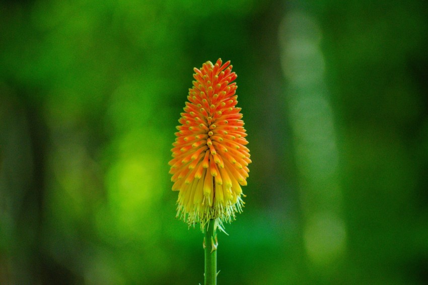 a close up of a flower with a blurry background