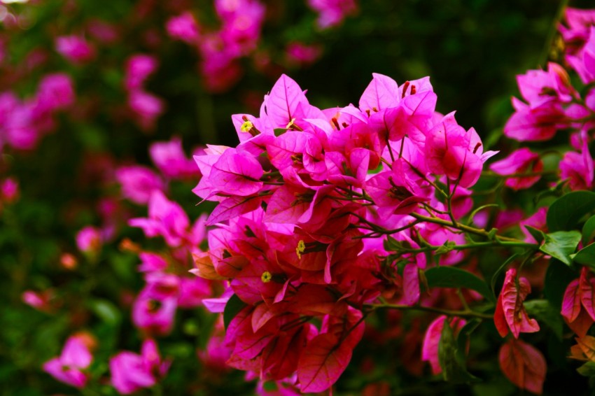 a bunch of pink flowers that are blooming