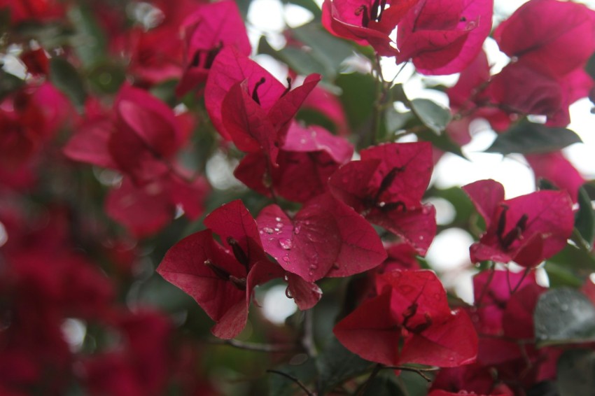 a bunch of red flowers with water droplets on them