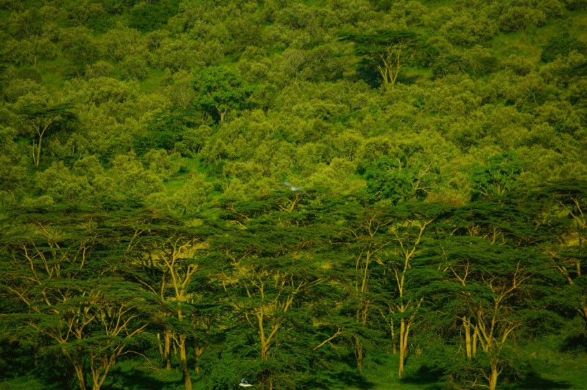 a herd of cattle grazing on a lush green hillside