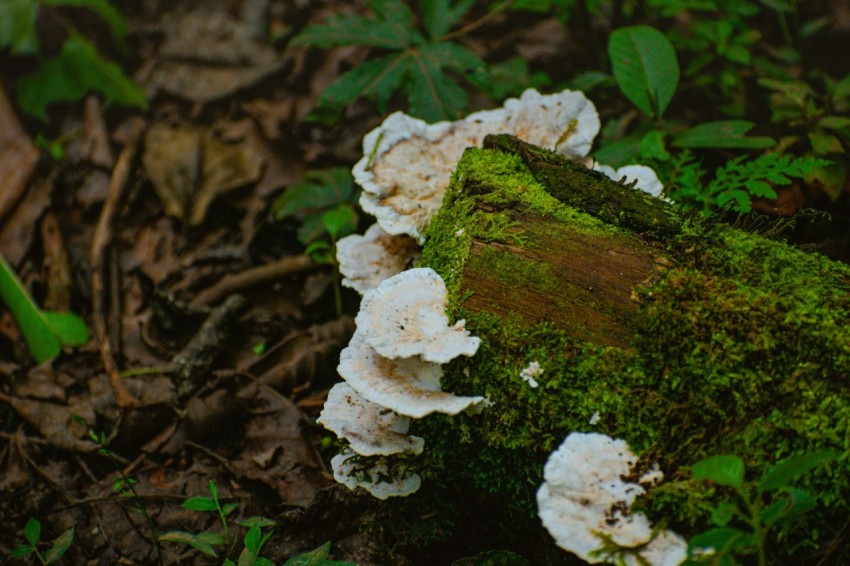 a group of mushrooms that are on the ground