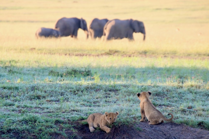 brown lioness on green grass field during daytime