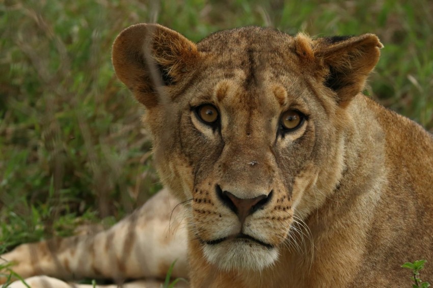 a close up of a lion laying in the grass