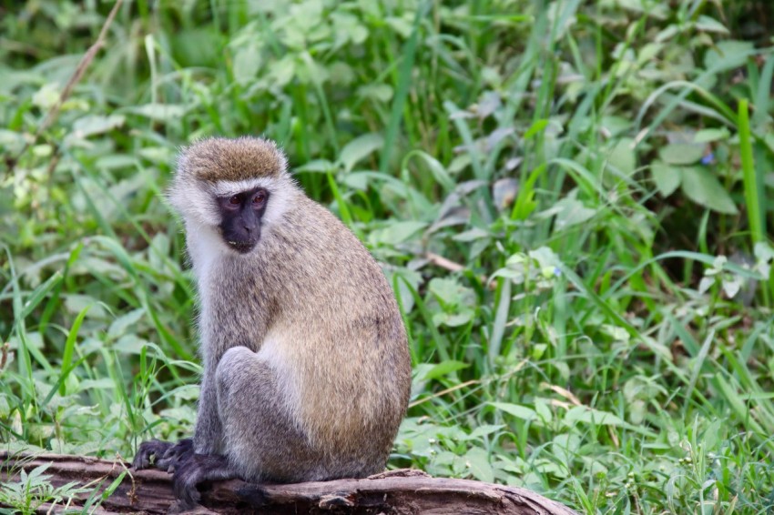 brown monkey on brown tree branch during daytime