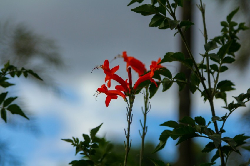 a close up of a red flower on a plant