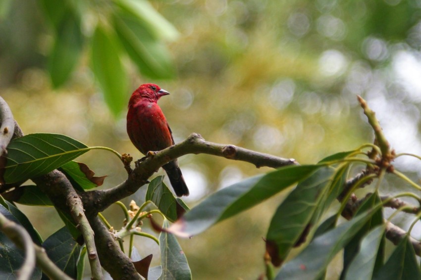 a red bird sitting on a branch of a tree CsgGa