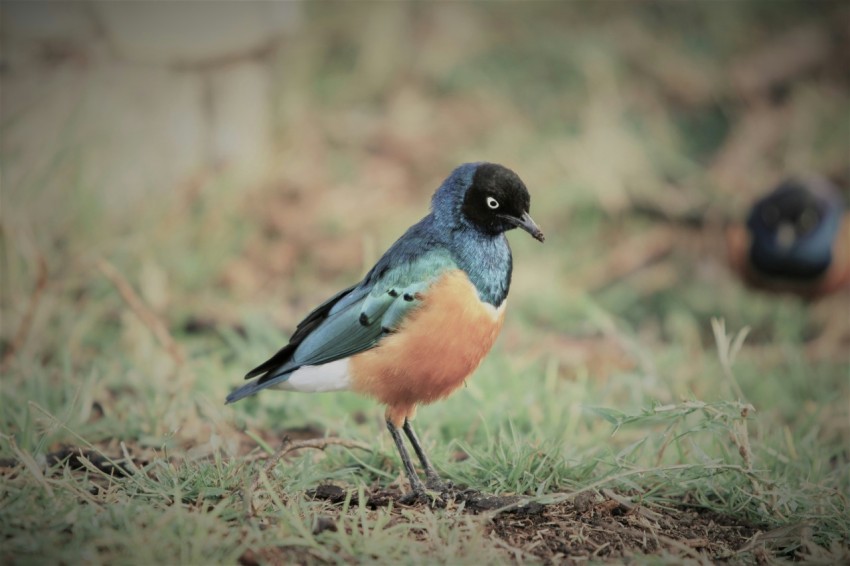 tilt shift photography of blue and brown bird