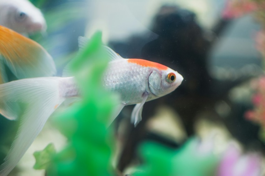 orange and white fish in water