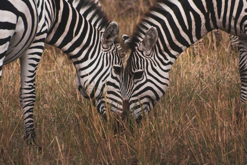 zebra on brown grass field during daytime 0S0C