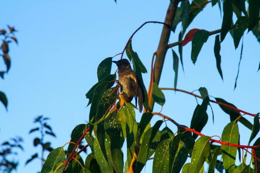 a bird perched on top of a tree branch