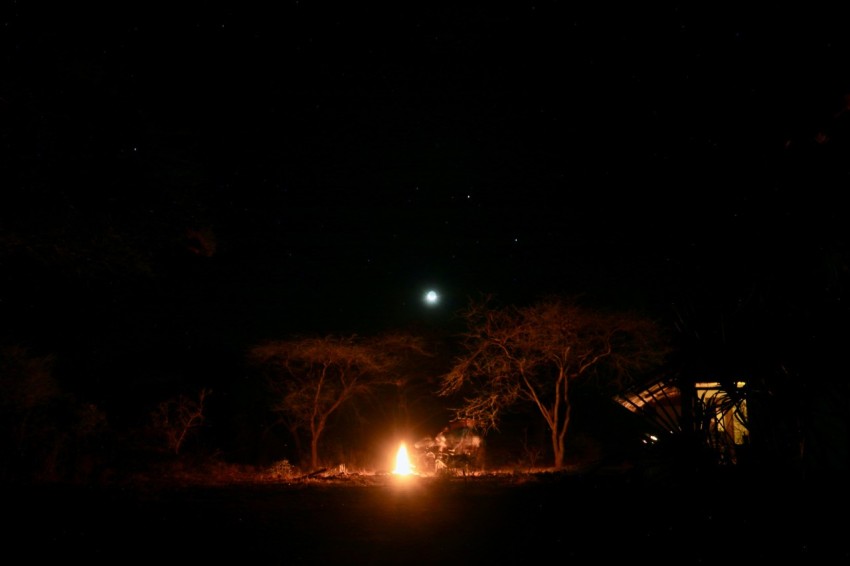 a group of trees at night