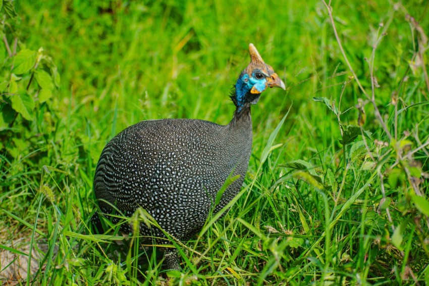 a close up of a bird in a field of grass