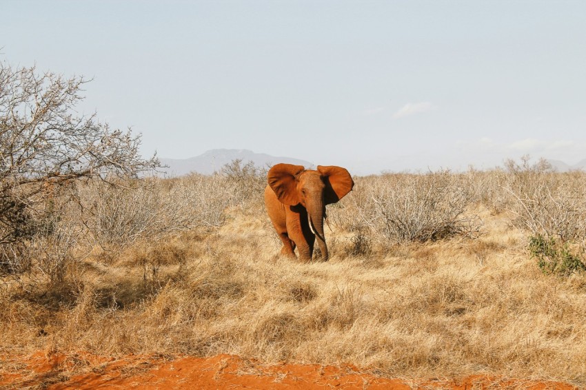 an elephant walking through a dry grass field