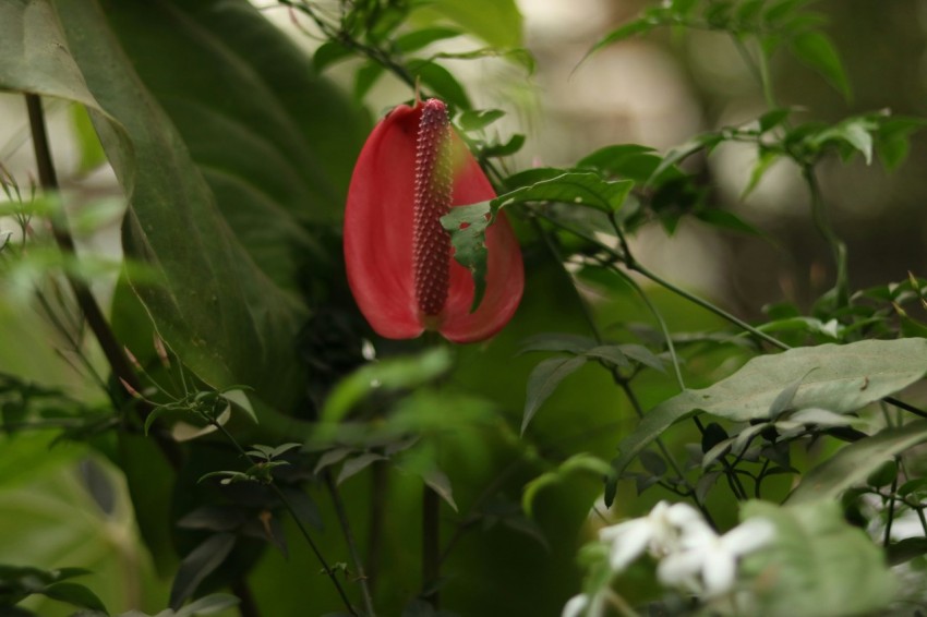 a close up of a red flower on a plant