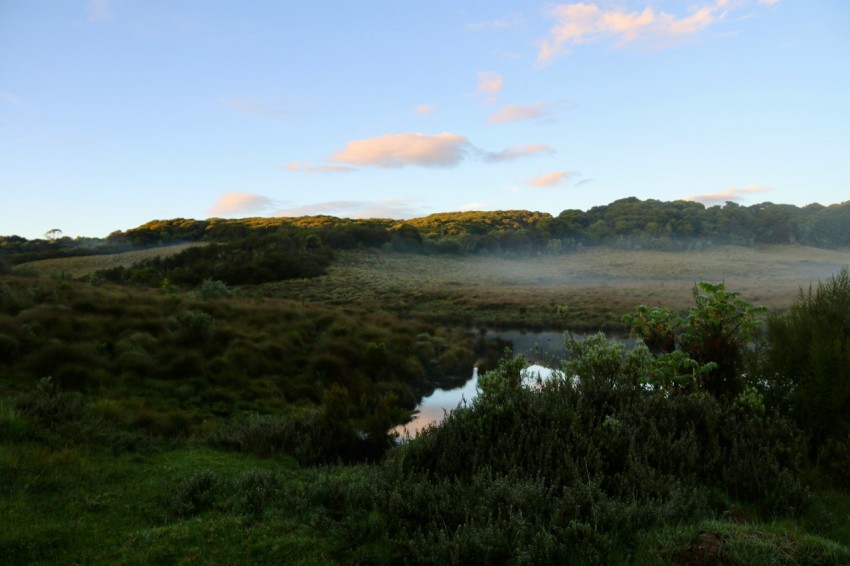 a river surrounded by lush green grass and trees