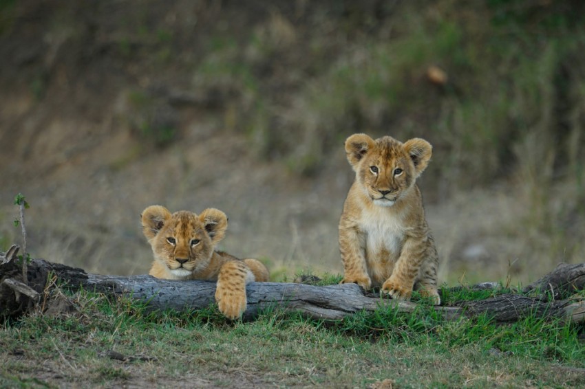 two lion cubs sitting on a log in the grass