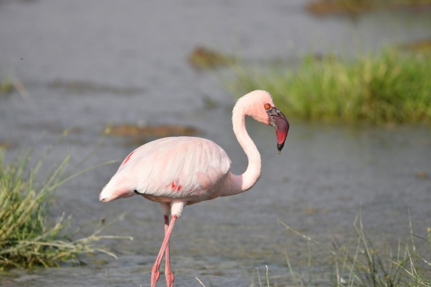 a pink flamingo standing in a body of water