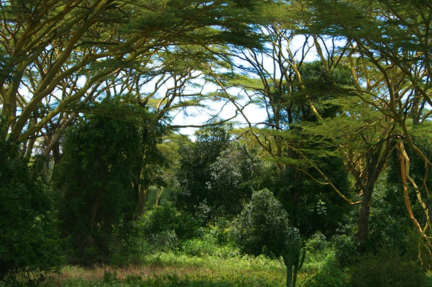 green trees on green grass field during daytime