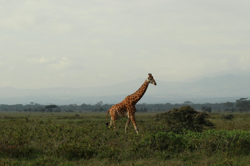 a giraffe walking through a lush green field